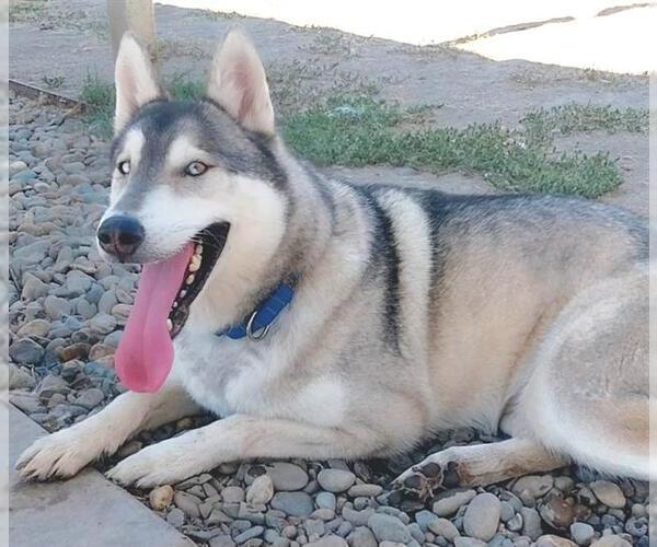 Medium Photo #3 Siberian Husky Puppy For Sale in Sacramento, CA, USA