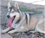 Small #2 Siberian Husky