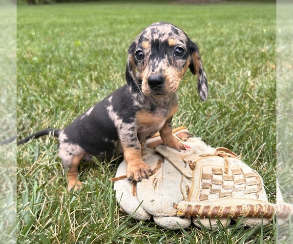 Medium Photo #2 Dachshund Puppy For Sale in MIDDLEBURY, IN, USA