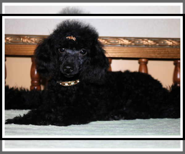 Medium Photo #1 Havanese-Poodle (Toy) Mix Puppy For Sale in TECUMSEH, MI, USA
