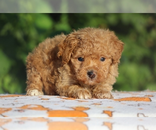 Medium Photo #2 Poodle (Toy) Puppy For Sale in DYERSBURG, TN, USA