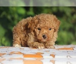Small #1 Poodle (Toy)