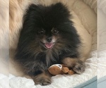 Small Photo #5 Pomsky Puppy For Sale in EDWARDSBURG, MI, USA