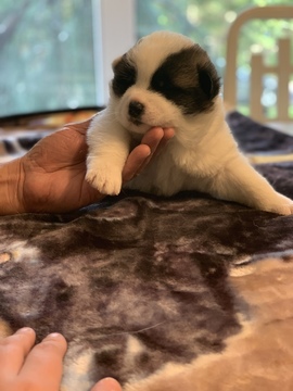 Medium Photo #1 Akita Puppy For Sale in GREAT RIVER, NY, USA