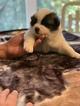 Small Photo #1 Akita Puppy For Sale in GREAT RIVER, NY, USA