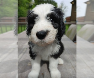 Sheepadoodle Puppy for sale in BROWNSVILLE, IN, USA