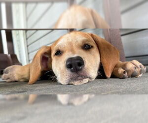 Retriever -Unknown Mix Dogs for adoption in Cuba, NY, USA