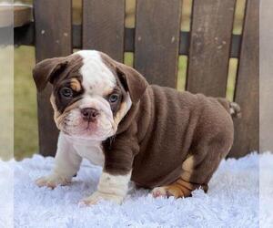 Bulldog Puppy for sale in MANHATTAN, NY, USA