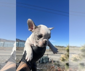 Medium French Bulldog