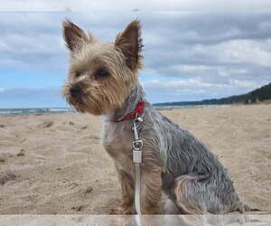 Mother of the Yorkshire Terrier puppies born on 09/20/2025