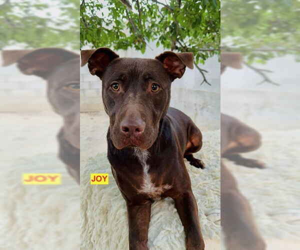 Medium Photo #2 American Pit Bull Terrier-Labrador Retriever Mix Puppy For Sale in Woodland Hills, CA, USA