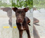 Small #1 American Pit Bull Terrier-Labrador Retriever Mix