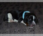 Small Photo #45 English Springer Spaniel Puppy For Sale in LITCHFIELD, MN, USA