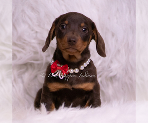 Medium Dachshund