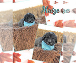 Puppy Maize Pyredoodle