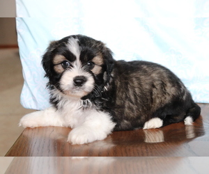 Shih Tzu Puppy for sale in SHILOH, OH, USA