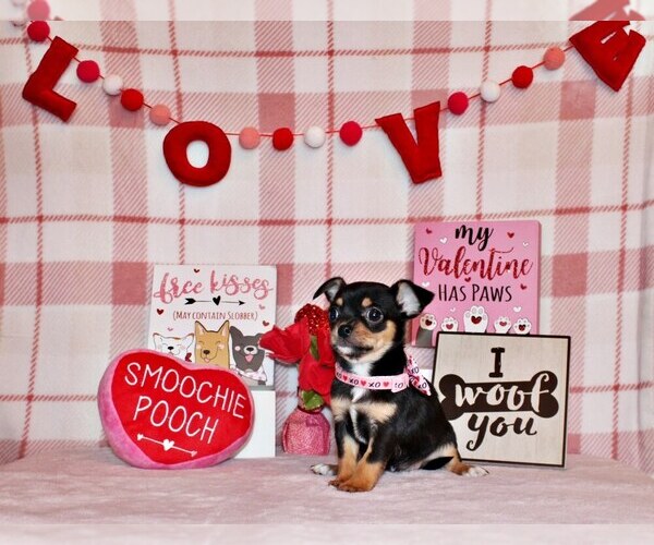 Medium Photo #1 Chihuahua Puppy For Sale in CHARLESTON, AR, USA