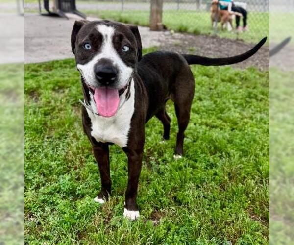 Medium Photo #2 American Pit Bull Terrier Puppy For Sale in Conroe, TX, USA