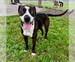 Small #1 American Pit Bull Terrier