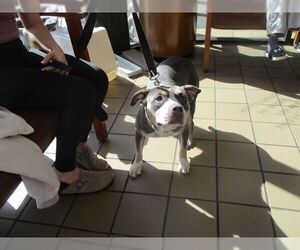 Staffordshire Bull Terrier Dogs for adoption in Ocala, FL, USA