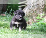 Small #2 Spanish Mastiff