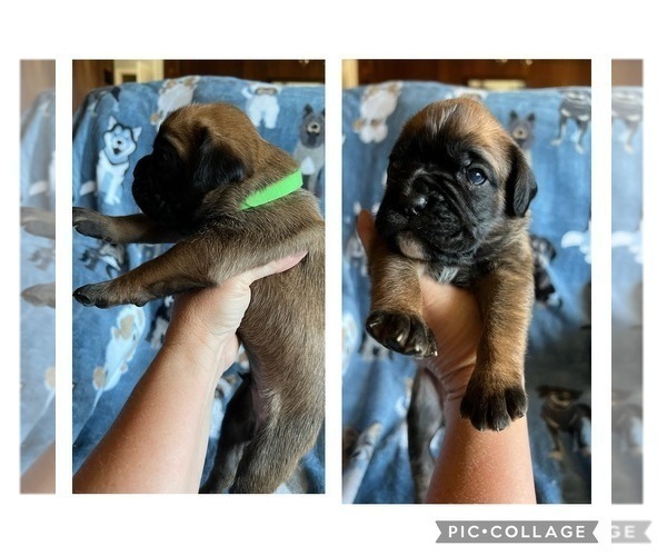 Medium Photo #1 Boxer Puppy For Sale in CANTON, TX, USA