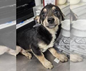 Chihuahua Dogs for adoption in Bakersfield, CA, USA