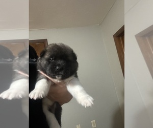 Akita Puppy for sale in PITTSBURGH, PA, USA