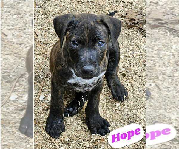 Medium Photo #3 American Pit Bull Terrier-American Staffordshire Terrier Mix Puppy For Sale in Wenonah, NJ, USA