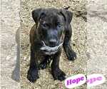 Small #2 American Pit Bull Terrier-American Staffordshire Terrier Mix