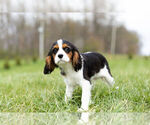 Small Photo #3 Cavalier King Charles Spaniel Puppy For Sale in WARSAW, IN, USA
