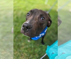 Alfie Boy - Male American Pit Bull Terrier-Unknown Mix Dog for Adoption - Photo #8