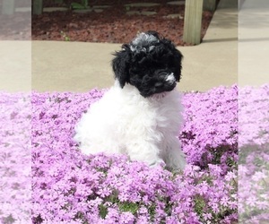 Poodle (Miniature) Puppy for sale in FREDERICKSBURG, OH, USA