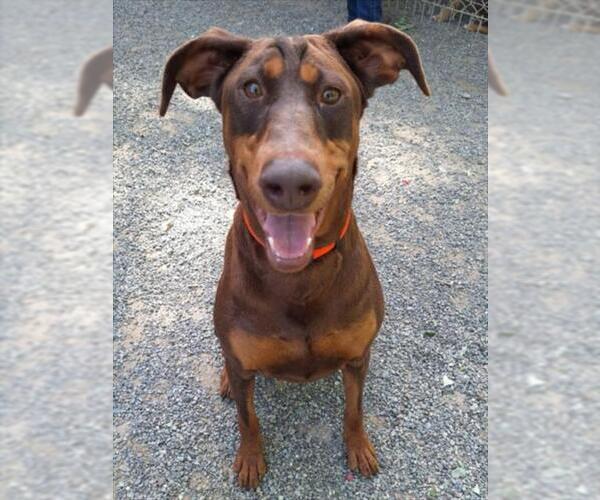 Medium Photo #1 Doberman Pinscher Puppy For Sale in Woodland, CA, USA