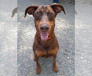 Doberman Pinscher Dogs for adoption in Woodland, CA, USA