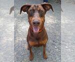 Small Doberman Pinscher