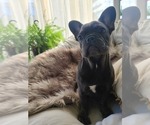 Small Photo #1 French Bulldog Puppy For Sale in MELBOURNE, FL, USA