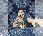 Small Photo #3 Dalmatian Puppy For Sale in QUARRYVILLE, PA, USA
