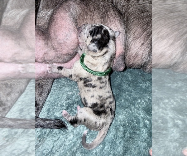 Medium Photo #1 Great Dane Puppy For Sale in WEATHERFORD, TX, USA