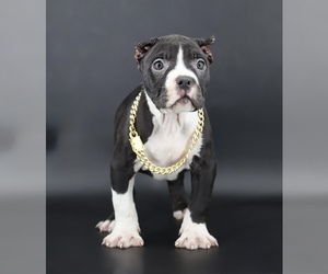 American Bully Puppy for sale in CHAMPAIGN, IL, USA