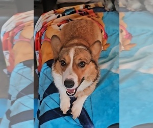 Mother of the American Corgi puppies born on 05/11/2025