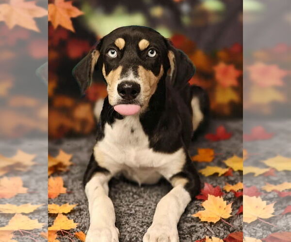 Medium Photo #1 Catahoula Leopard Dog-Unknown Mix Puppy For Sale in Talladega, AL, USA