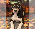Small Catahoula Leopard Dog Mix