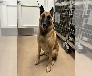 Mutt Dogs for adoption in Norco, CA, USA