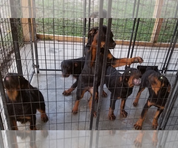 Medium Photo #67 Rottweiler Puppy For Sale in RIEGELWOOD, NC, USA