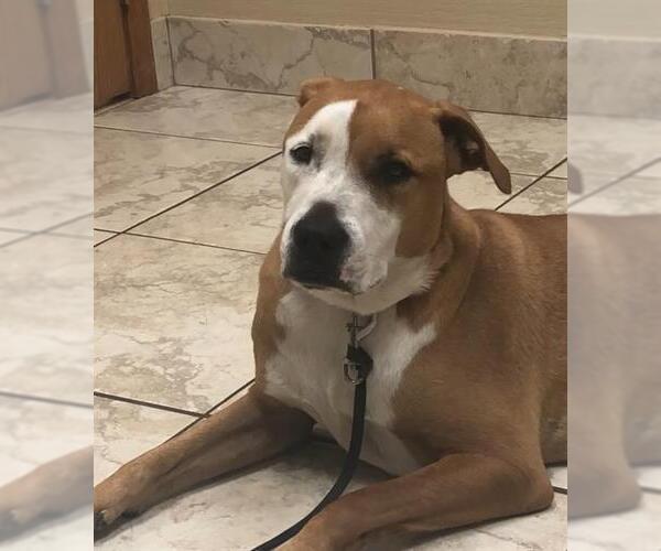 Medium Photo #1 American Staffordshire Terrier Puppy For Sale in San Antonio, TX, USA