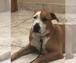 American Staffordshire Terrier Dogs for adoption in San Antonio, TX, USA