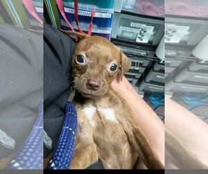 Boston Huahua Dogs for adoption in SHERBURNE, NY, USA