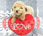 Puppy 3 Goldendoodle (Miniature)