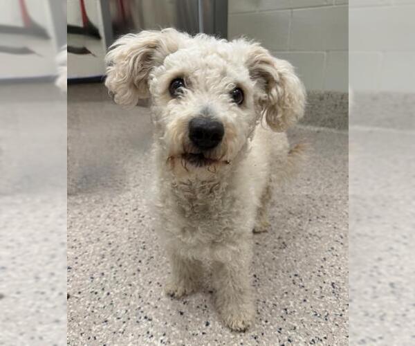Medium Photo #1 Poodle (Miniature)-Unknown Mix Puppy For Sale in Fort Collins, CO, USA